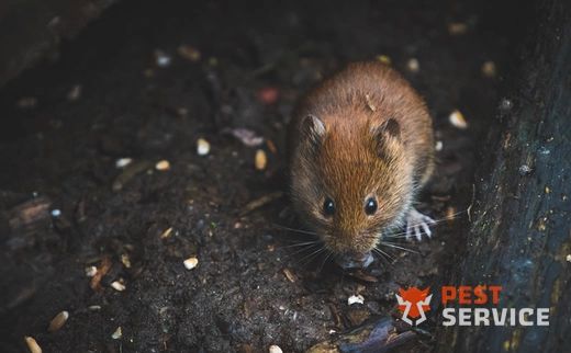 Дератизация в Астрахани